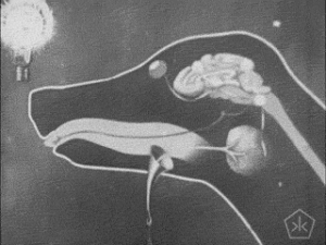 *Pavlovian Piggy Salivate!* ~ Classical Conditioning Pavlovian Mesmer TRIGGER mp3 MINDWASH EXPERIMENT